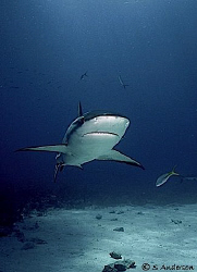 "Lowrider" This Caribbean Reef Shark is flying low while ... by Steven Anderson 